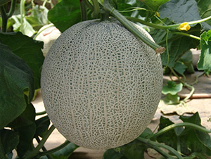 �|������-��ϷN��-�A���N��