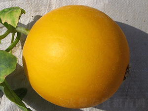 ������-��ϷN��-�A���N��