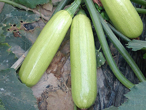 ɣ��-�����J�N��-�A���N��