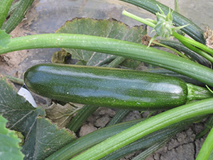 �A��805-�����J�N��-�A���N��