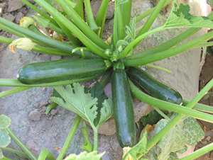 �A��1215-�����J�N��-�A���N��