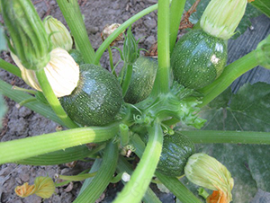 ī��-�����J�N��-�A���N��