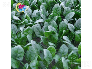 �¸���H��597����-���˷N��-�V��