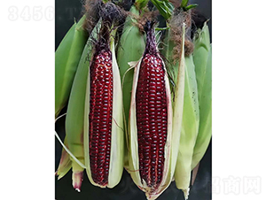 �t����308����-���׷N��-�V��