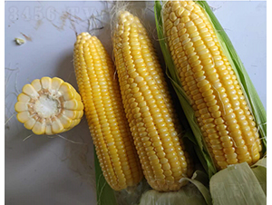 �V����39̖����-���׷N��-�V��