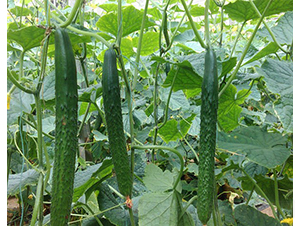 �A����̖(h��o)-�S�ϷN��-�A���N��