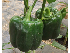 �A��1504-�𽷷N��-�A���N��