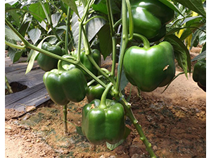 �A��1502-�𽷷N��-�A���N��