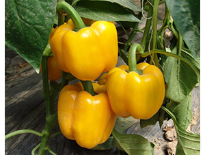 �S��-�𽷷N��-�A���N��