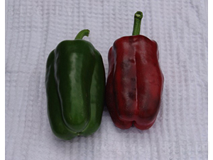 SP12-13-�𽷷N��-�A���N��