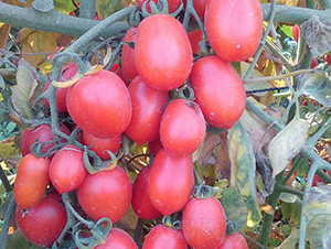 ȫ��-���ҷ��ѷN��-�A���N��