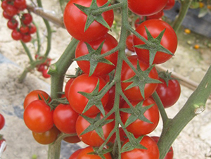 ������-���ҷ��ѷN��-�A���N��