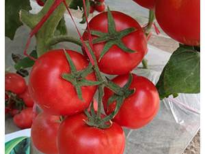 CNUS1705-�������L(zh��ng)���ѷN��-�A���N��