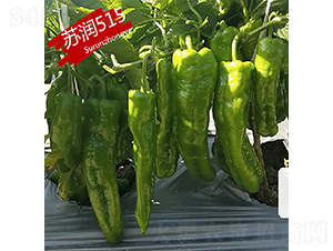 �K��(r��n)515-�����N��-�K��(r��n)�N�I(y��)