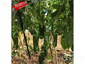 �K��(r��n)519-�����N��-�K��(r��n)�N�I(y��)