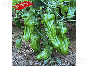 �K��15̖(h��o)-�����N��-�K��(r��n)�N�I(y��)