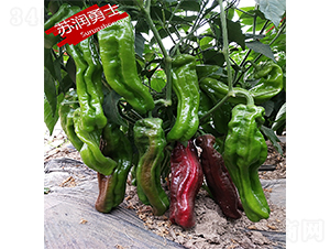 �K��(r��n)��ʿ-�����N��-�K��(r��n)�N�I(y��)