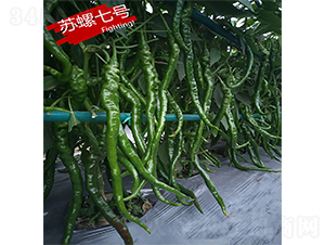 �K����̖(h��o)-�����N��-�K��(r��n)�N�I(y��)