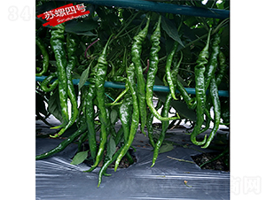 �K����̖(h��o)-�����N��-�K��(r��n)�N�I(y��)