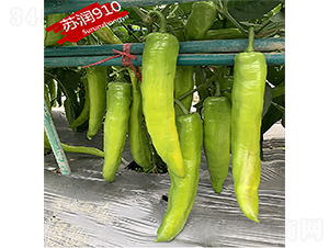 �K��(r��n)910-�����N��-�K��(r��n)�N�I(y��)