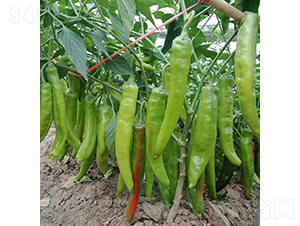 �K���S�焦-�����N��-�K���N�I(y��)