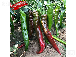 �K���G�焦-�����N��-�K���N�I(y��)