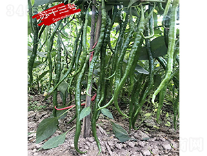 �K����̖-�����N��-�K���N�I(y��)