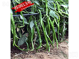 �K��13̖-�����N��-�K���N�I(y��)