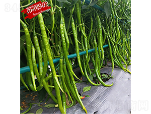 �K��903-�����N��-�K���N�I(y��)