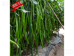 ���L��̖-�����N��-�K���N�I(y��)