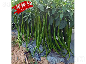 ����50-�����N��-�K���N�I(y��)