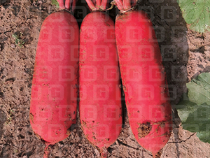 �tƤ�}��-�¸�RS19-�}���N��-�¸߷N�I(y��)