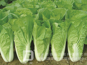 �~ɫ�S�G���-�L(zh��ng)��5̖(h��o)-��˷N��-�¸߷N�I(y��)