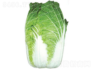 �ڏ��ʹ�ײ�-�F��65-��ײ˷N��-�¸߷N�I(y��)