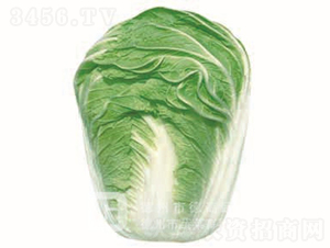 �＾�ײ�-�p����̖(h��o)-��ײ˷N��-�¸߷N�I(y��)