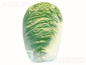 �ļ��͟�ײ�-���(y��ng)01-��ײ˷N��-�¸߷N�I(y��)