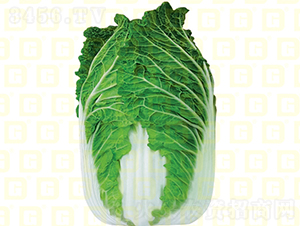 秋中熟白菜-德高慶福-大白菜種子-德高種業(yè)