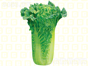 青麻葉類型-德高青華50-大白菜種子-德高種業(yè)