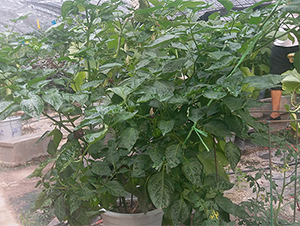 ������-�����N��-����