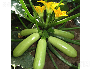 Խ���G��325-�����J�N��-����