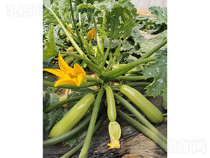 ����G��170-�����J�N��-����