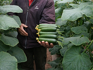 ����2̖(h��o)-�S�ϷN��-����