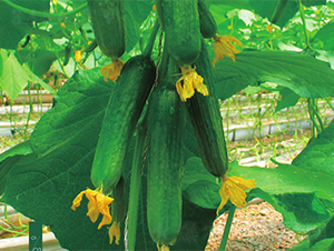 ����-�S�ϷN��-����