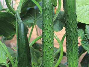 ��(qi��ng)��619-�S�ϷN��-����