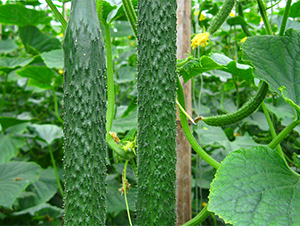 �д�736A-�S�ϷN��-����