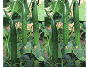 �G��816-�S�ϷN��-����