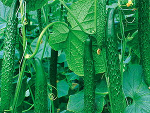 ��(qi��ng)��-�S�ϷN��-����