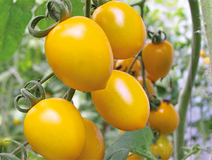 ��¶-���ѷN��-����