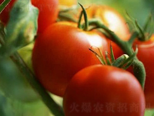 T1202F1-�������L(zh��ng)���ѷN��-�A���N��