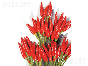 ���1̖-���콷�N��-�c�l(f��)��ʢ